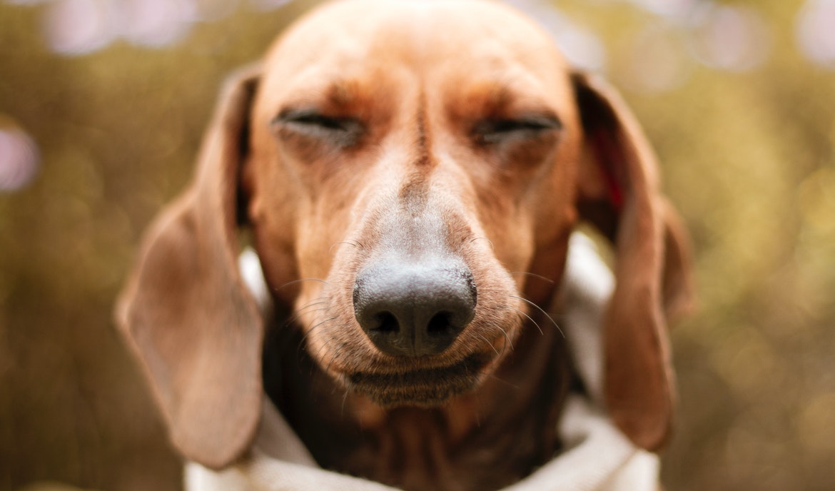 Wie Sie tränende Augen bei Ihrem Hund vermeiden können